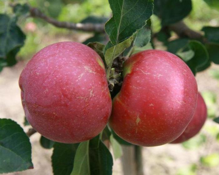 Liberty Apple - Apple SD 'Liberty' from EC Browns Nursery