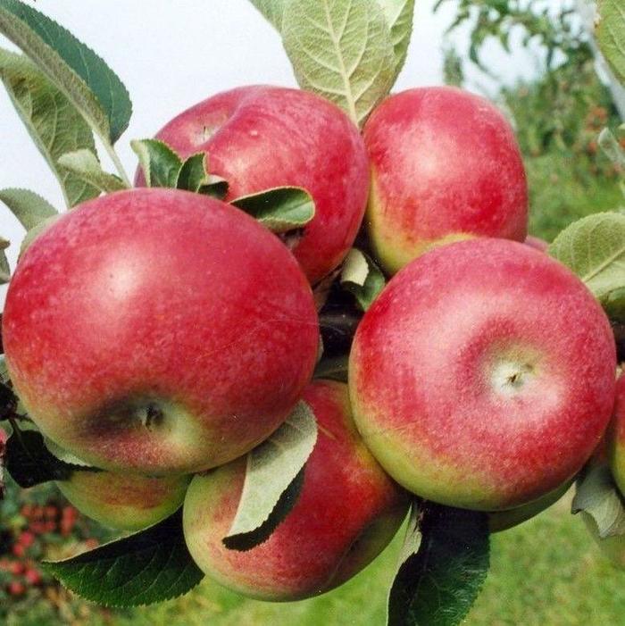 McIntosh Apple - Apple 'McIntosh' from EC Browns Nursery