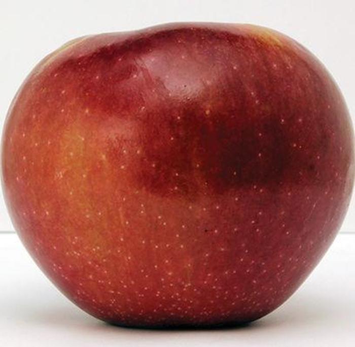 Connell Red Apple - Apple 'Connell Red'' from EC Browns Nursery