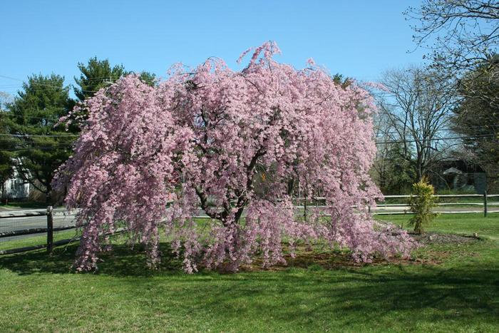 'Louisa' - Malus hybrid from EC Browns Nursery