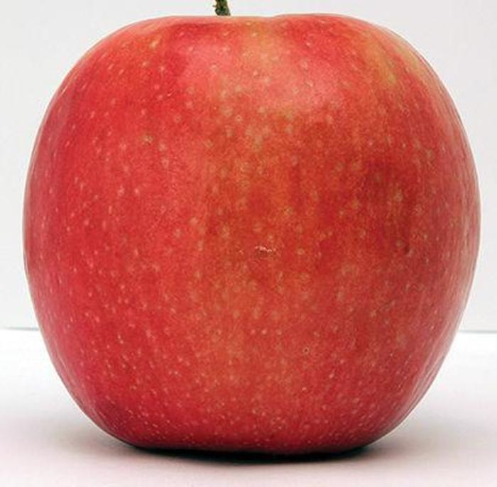 Wolf River Apple - Apple 'Wolf River' from EC Browns Nursery