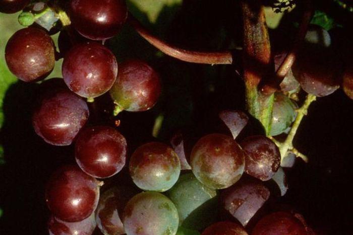 Frontenac Grape - Vitis 'Frontenac' from EC Browns Nursery