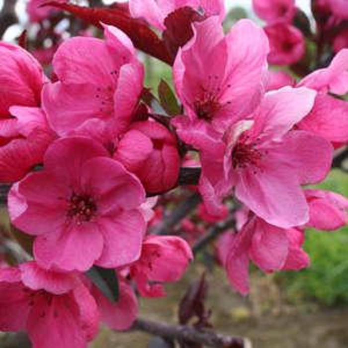 Showtime Crabapple - Malus 'Showtime' from EC Browns Nursery