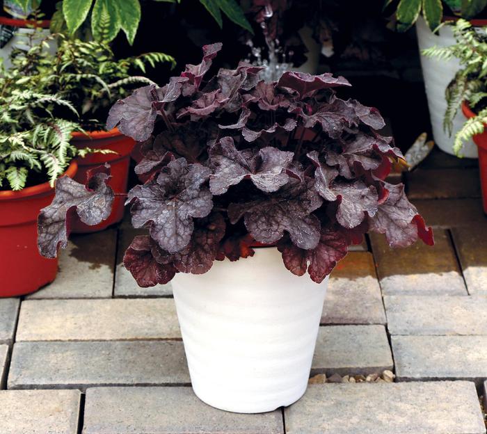 Northern Exposure Black Coral Bells - Heuchera 'Black' PPAF (Coral Bells) from EC Browns Nursery