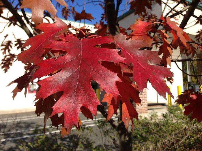 Northern Red Oak - Quercus rubra from EC Browns Nursery