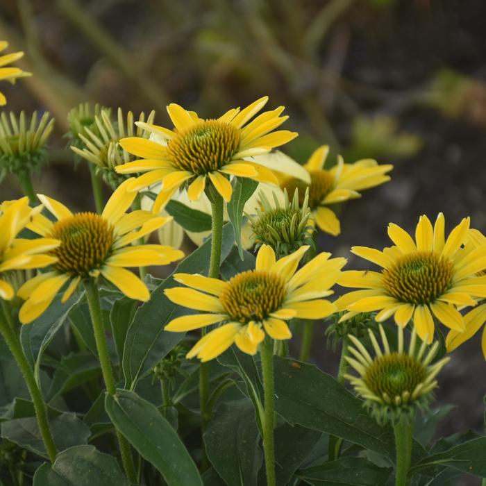 Eye-Catcher&trade; 'Canary Feathers' - Echinacea hybrid from EC Browns Nursery