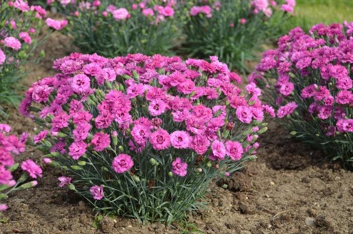 Pretty Poppers&trade; 'Goody Gumdrops' - Dianthus hybrid from EC Browns Nursery
