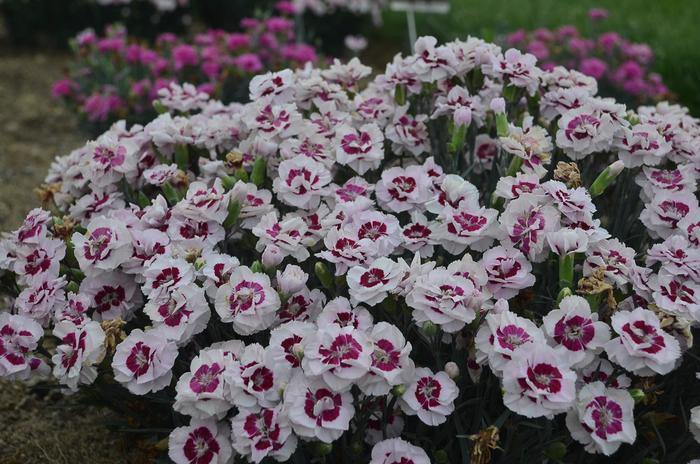 Pretty Poppers&trade; 'Kiss and Tell' - Dianthus hybrid from EC Browns Nursery