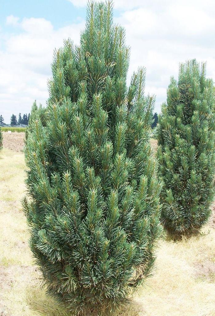 Fastigiate Eastern White Pine - Pinus strobus 'Fastigiata' from EC Browns Nursery