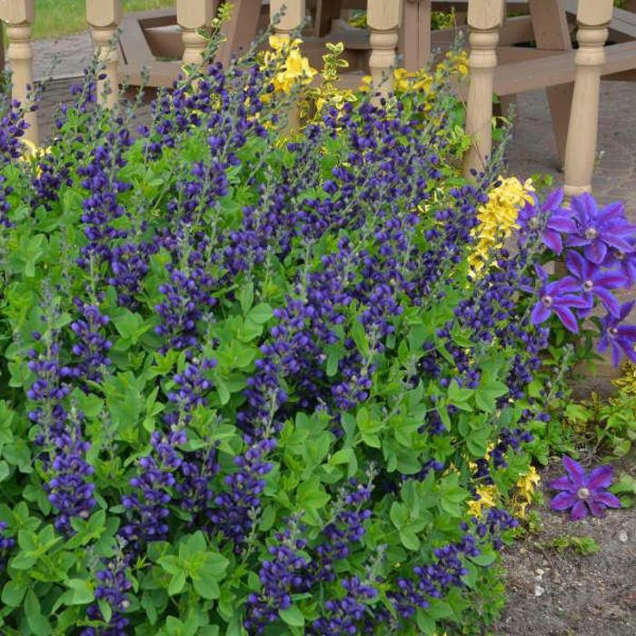 Decadence&reg; 'Sparkling Sapphires' - Baptisia hybrid from EC Browns Nursery