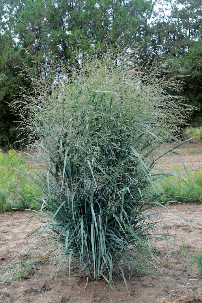 Blue Fountain Blue Switch Grass - Panicum virgatum 'Blue Fountain' (Blue Switch Grass) from EC Browns Nursery