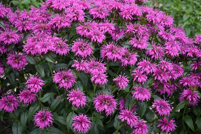 'Electric Neon Purple' Bee Balm - Monarda from EC Browns Nursery