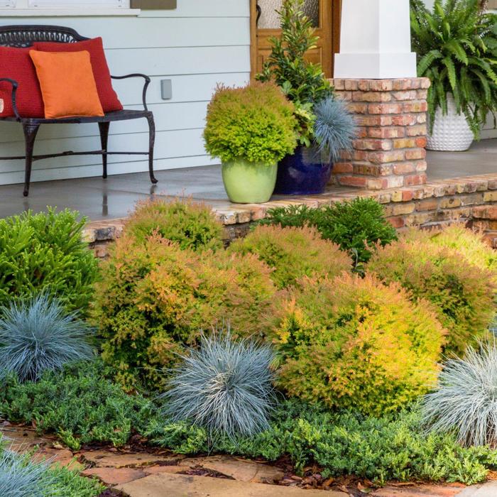 Fire Chief&trade; Globe Arborvitae - Thuja 'Congabe' PP19009 (Globe Arborvitae) from EC Browns Nursery