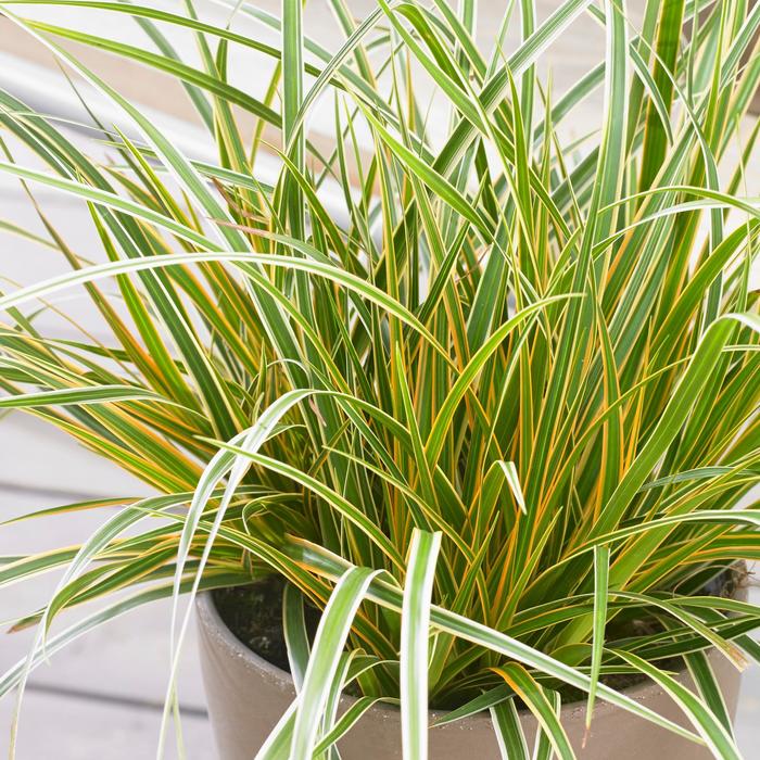 EverColor&reg; Everglow - Carex oshimensis 'Everglow' PP30466 (Sedge) from EC Browns Nursery
