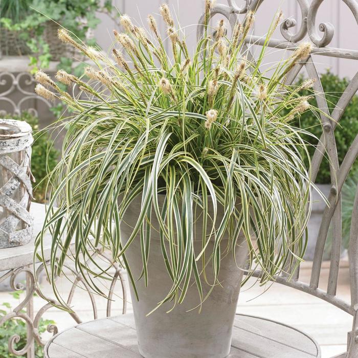 'Feather Falls' - Carex oshimensis from EC Browns Nursery