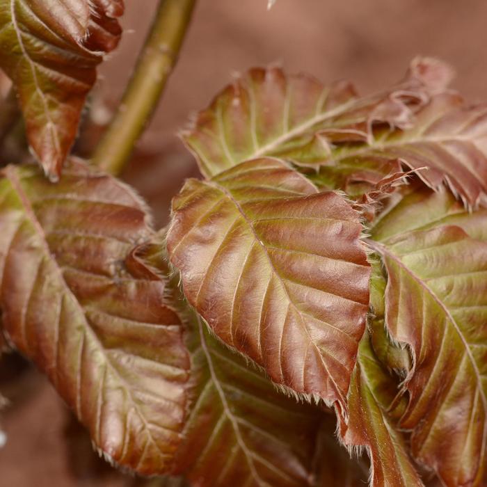  'Red Obelisk' Beech - Fagus sylvatica from EC Browns Nursery