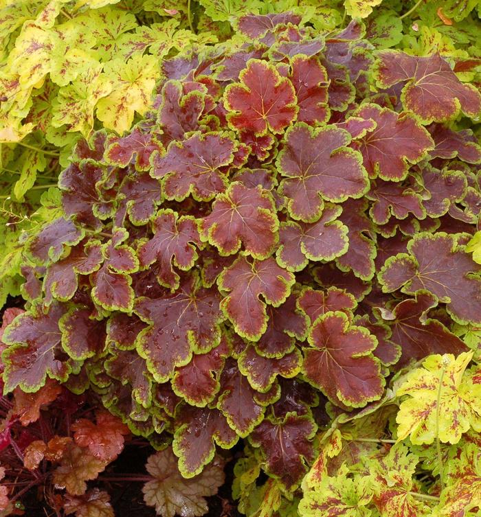 'Solar Eclipse' Variegated Foamy Bells - Heucherella hybrid from EC Browns Nursery