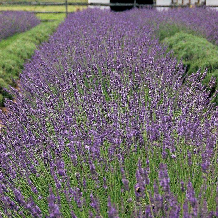 'Phenomenal' - Lavandula angustifolium from EC Browns Nursery