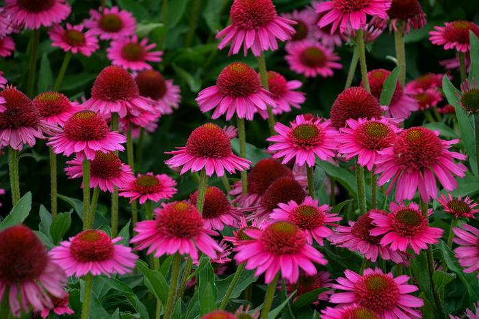 'Delicious Candy' Coneflower - Echinacea from EC Browns Nursery