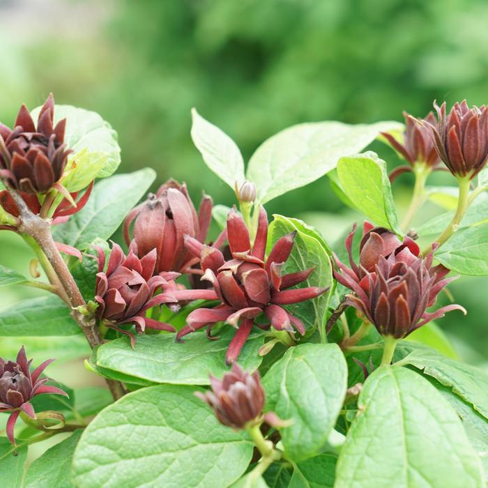 Simply Scentsational&reg; - Calycanthus floridus from EC Browns Nursery