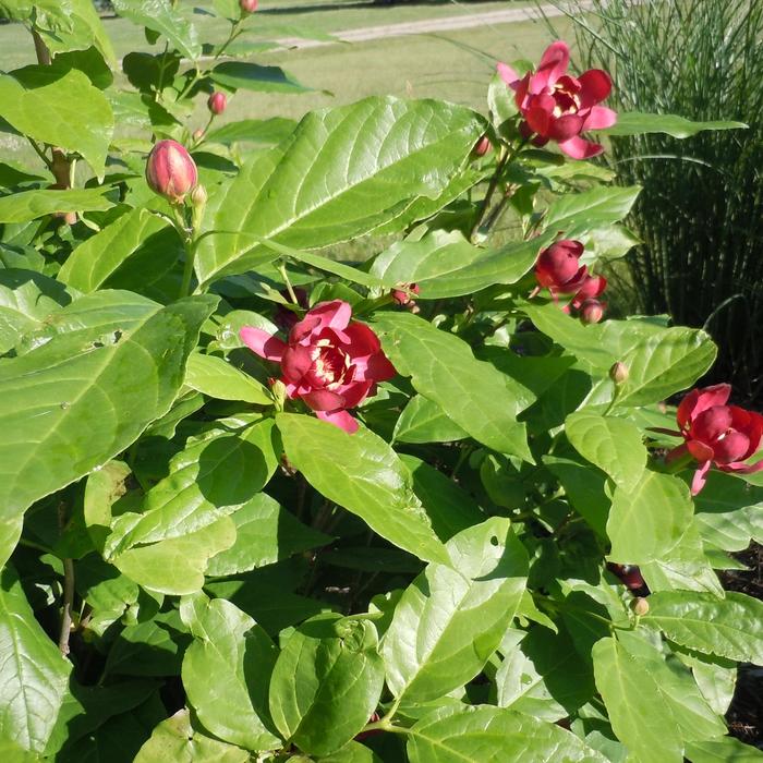 'Aphrodite' - Calycanthus x from EC Browns Nursery