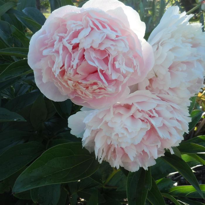  'Shirley Temple' Peony - Paeonia lactiflora from EC Browns Nursery