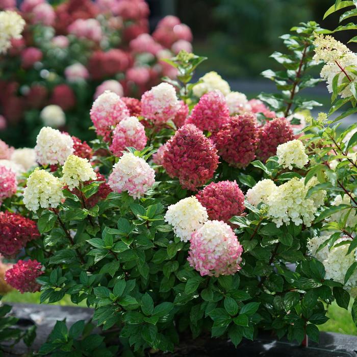 Little Lime Punch™ - Hydrangea paniculata from EC Browns Nursery