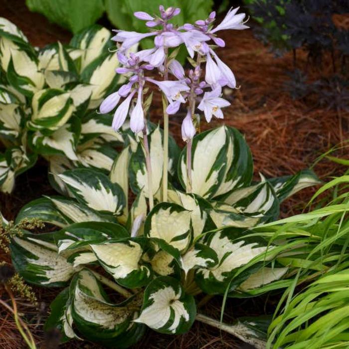 'Fire and Ice' - Hosta hybrid from EC Browns Nursery