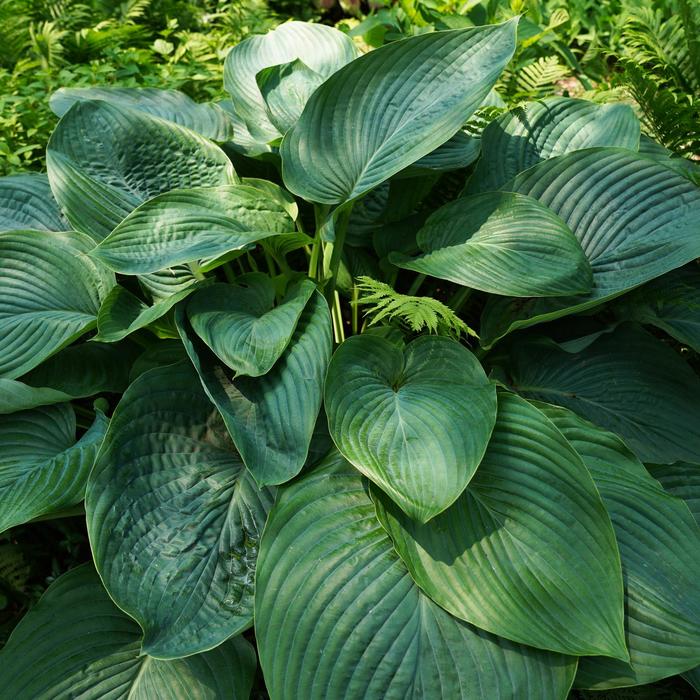 Shadowland&reg; Empress Wu - Hosta ''Empress Wu'' PP20,774 (Plantain Lily, Hosta) from EC Browns Nursery