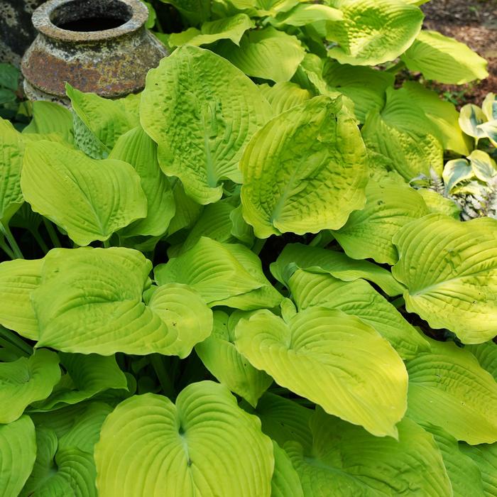 Shadowland&reg; Coast to Coast' - Hosta hybrid from EC Browns Nursery