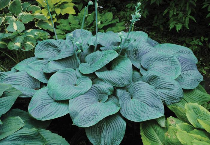 'Humpback Whale' Hosta, Plantain Lily - Hosta from EC Browns Nursery
