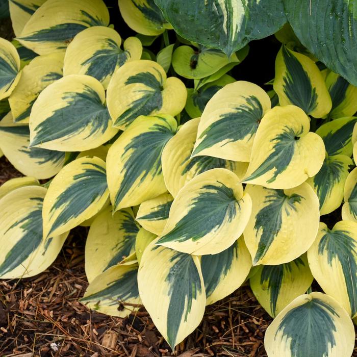 Shadowland&reg; Autumn Frost - Hosta hybrid from EC Browns Nursery