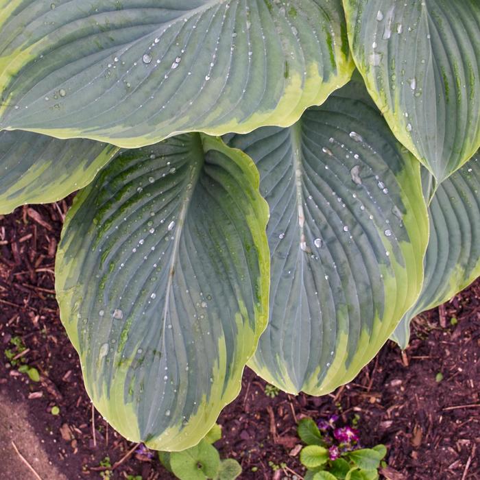 Shadowland&reg; Wu-La-La - Hosta ''Wu-La-La'' (Hosta, Plantain Lily) from EC Browns Nursery