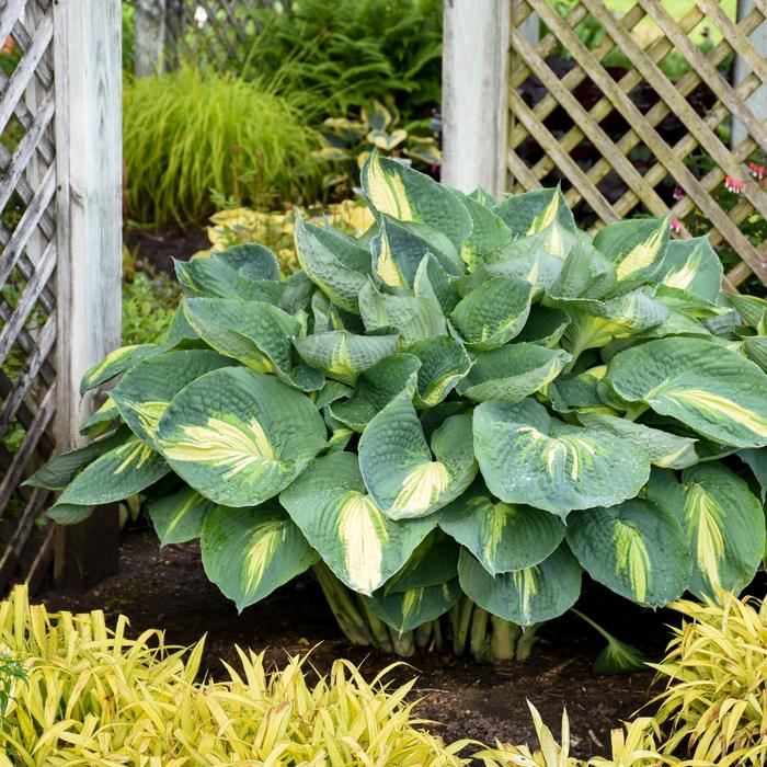 Shadowland&reg; 'Hudson Bay' - Hosta hybrid from EC Browns Nursery
