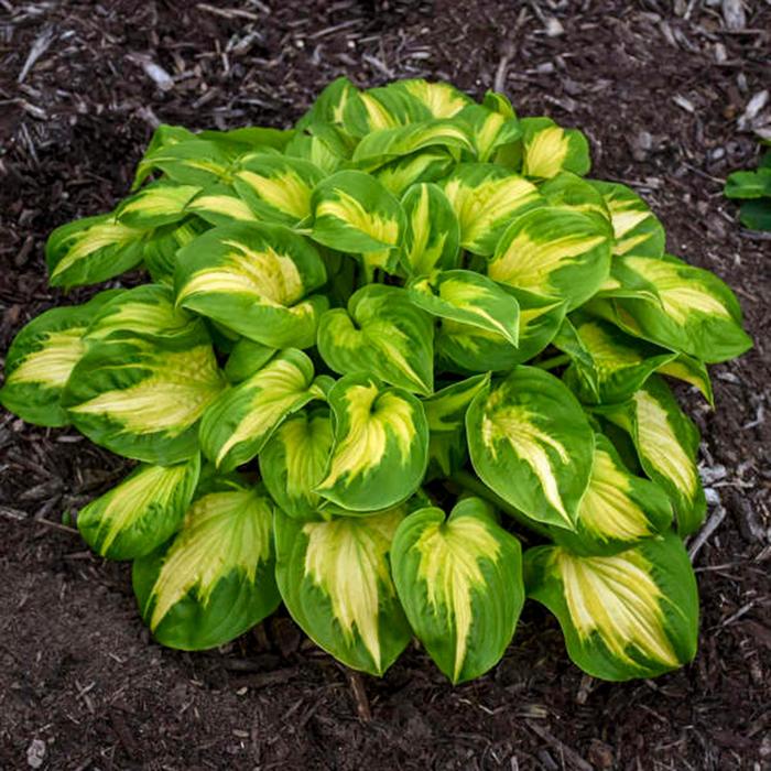Shadowland&reg; Etched Glass - Hosta ''Etched Glass'' PPAF (Hosta, Plantain Lily) from EC Browns Nursery
