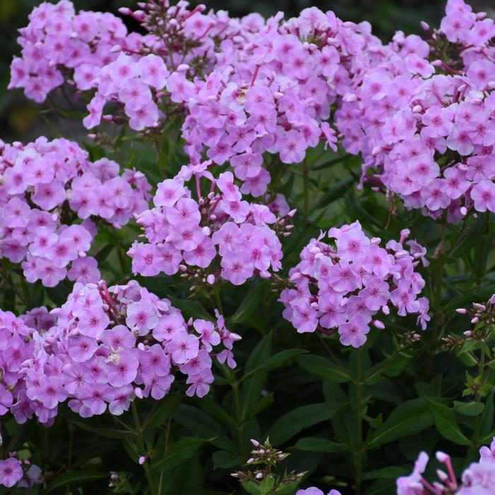 Garden Girls&trade; 'Uptown Girl' - Phlox paniculata (Tall Garden Phlox) from EC Browns Nursery
