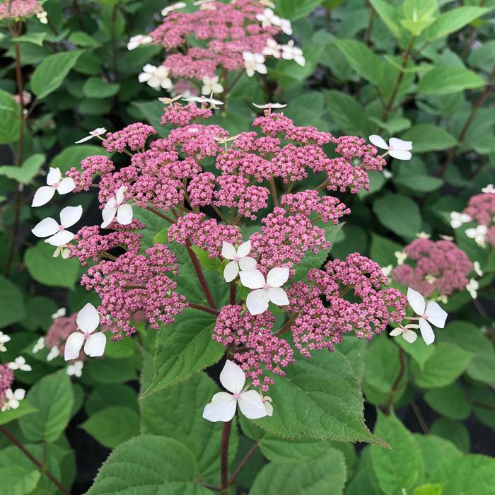 Invincibelle Lace&reg; - Hydrangea arborescens ssp radiata from EC Browns Nursery