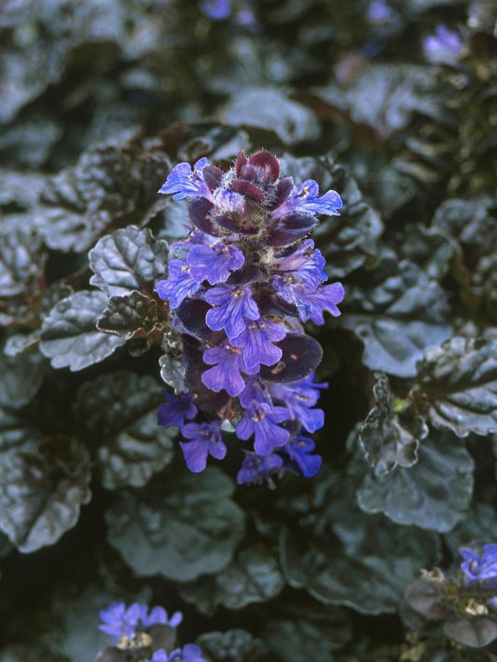 Black Scallop Bugleweed - Ajuga reptans from EC Browns Nursery