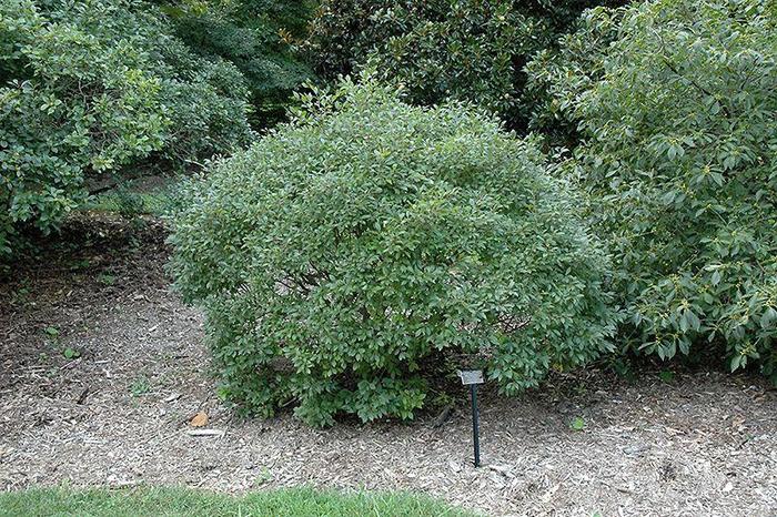Jim Dandy Winterberry - Ilex verticillata 'Jim Dandy' (Winterberry) from EC Browns Nursery