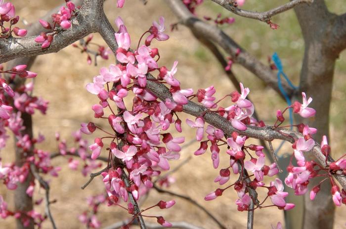 'Ruby Falls' Weeping Redbud - Cercis canadensis from EC Browns Nursery