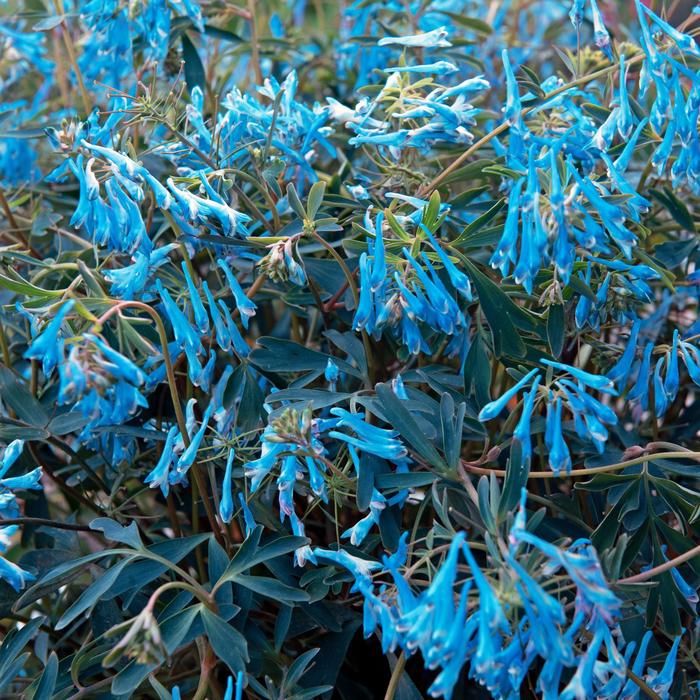 Hillier&trade; Porcelain Blue - Corydalis flexuosa 'Porcelain Blue' (corydalis) from EC Browns Nursery