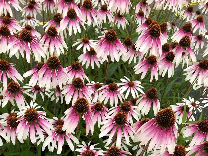 Pretty Parasols Coneflower - Echinacea 'JS Engeltje' PP31675 (Coneflower) from EC Browns Nursery