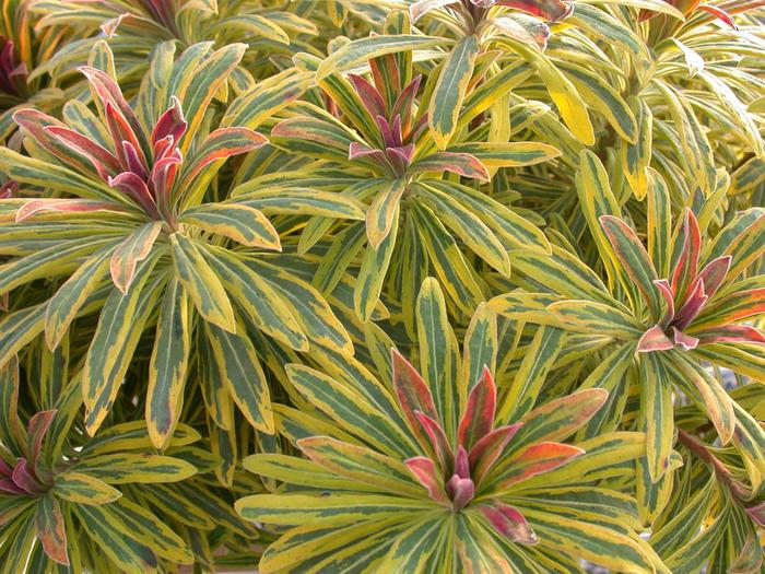 Martin's Spurge - Euphorbia martinii 'Ascot Rainbow' from EC Browns Nursery