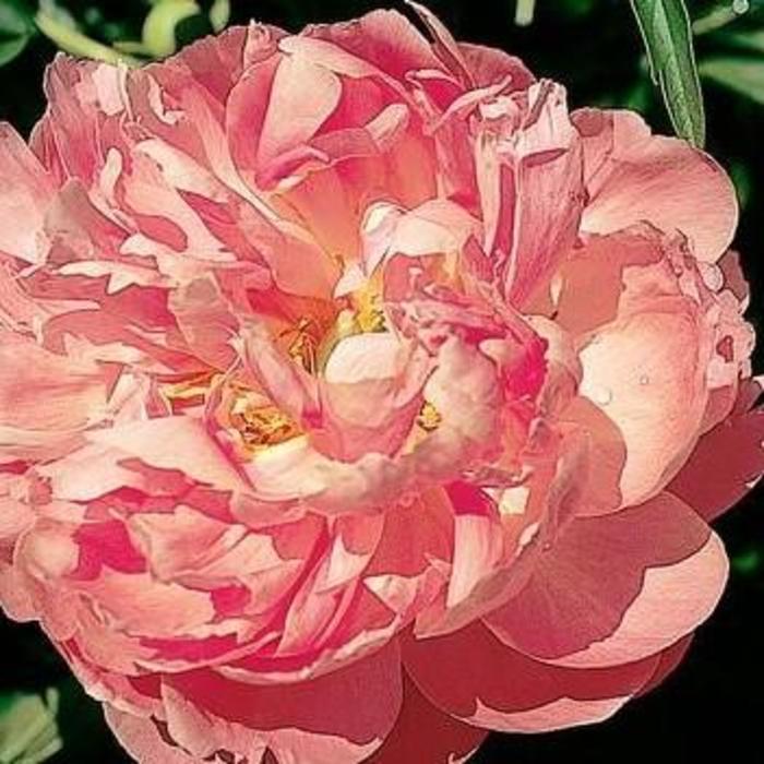 'Coral Supreme' Coral Supreme Peony - Paeonia from EC Browns Nursery