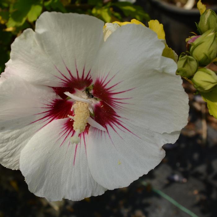 'Red Heart' Rose of Sharon - Hibiscus syriacus from EC Browns Nursery