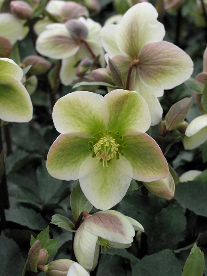 Hellebore - Helleborus 'Ivory Prince' from EC Browns Nursery