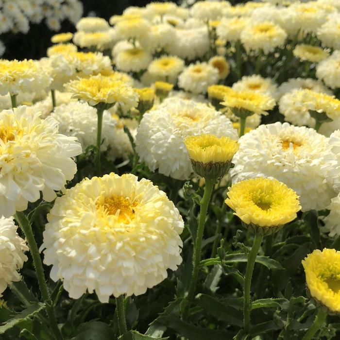 Realflor&reg; CC 'Real Deal' - Leucanthemum hybrid from EC Browns Nursery