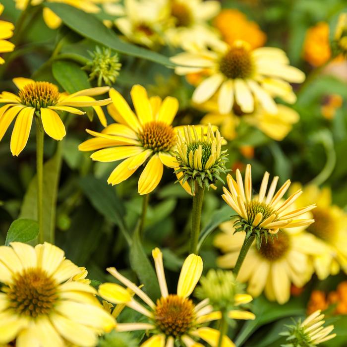 Color Coded&trade; 'Yellow My Darling' - Echinacea (Coneflower) from EC Browns Nursery