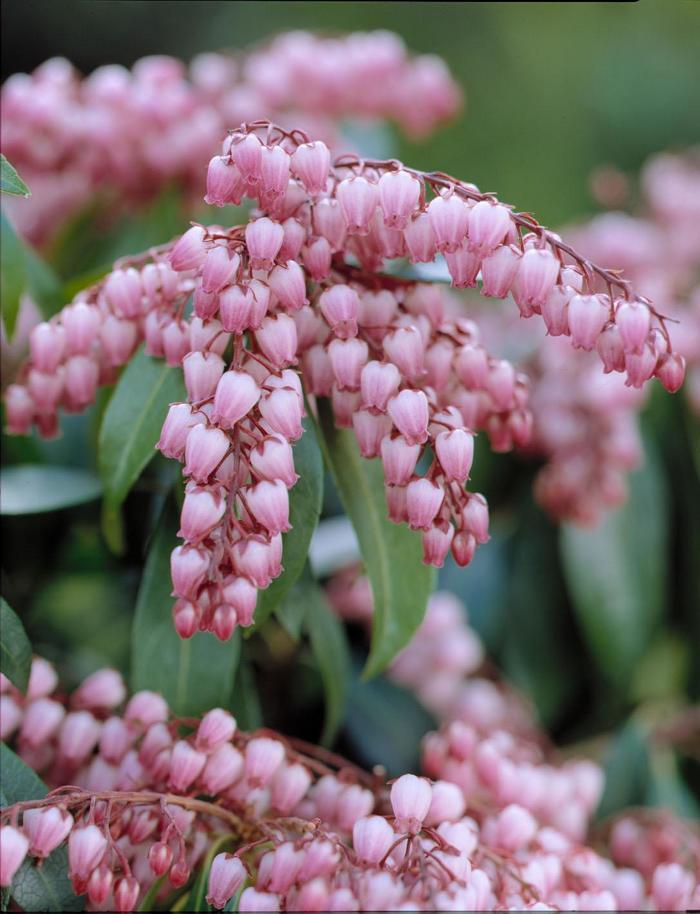 'Katsura' Lily of the Valley Shrub - Pieris japonica from EC Browns Nursery