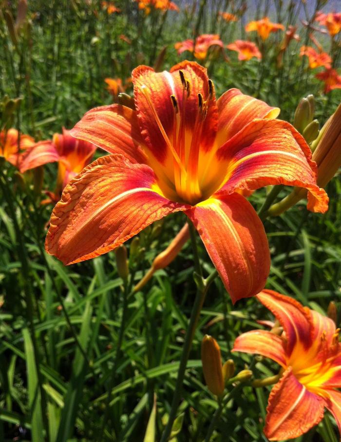 Tawny Daylily - Hemerocallis fulva from EC Browns Nursery